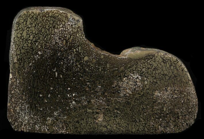 Pyritized Polished Iguanodon Bone - Isle Of Wight #44331